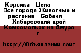 Корсики › Цена ­ 15 000 - Все города Животные и растения » Собаки   . Хабаровский край,Комсомольск-на-Амуре г.